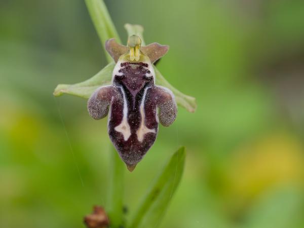 <h3><a href="/trips/kreta/biota/plantae/tracheophyta/liliopsida/asparagales/orchidaceae/ophrys cretica/ophrys cretica-nl.html">Ophrys&nbsp;cretica</a> / Cretan&nbsp;bee&nbsp;orchid / </h3>OM-1 Mark II met OLYMPUS M.150-400mm F4.5, 1/800 sec  bij F7.1, ISO 2000, afstand 1.51&nbsp;m